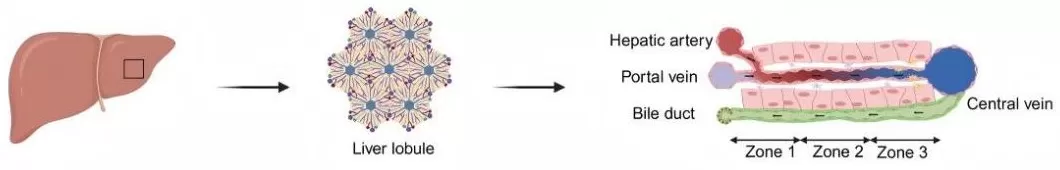 Liver anatomy and the hepatic lobule Liver anatomy and the hepatic lobule